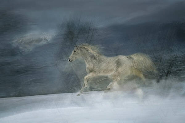 Horses Art Print featuring the photograph Winter Scene #1 by Milan Malovrh