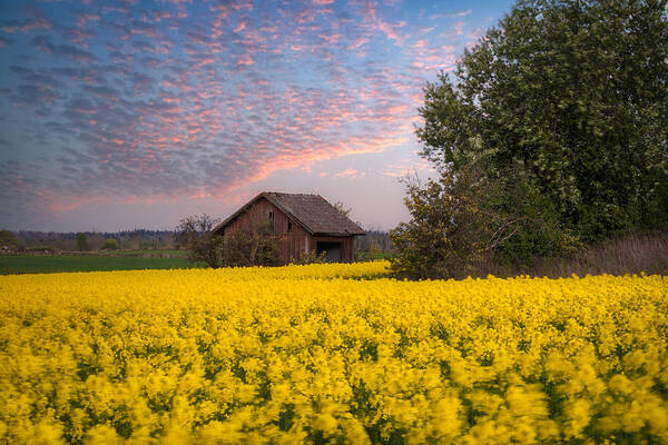 Barn Art Print featuring the photograph Yellow Fields #1 by Ludwig Riml