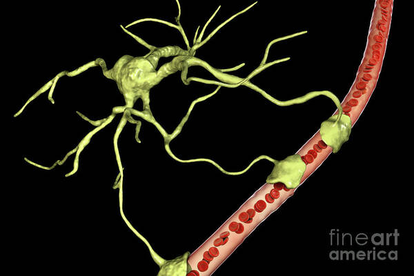 Anatomical Art Print featuring the photograph Astrocyte And Blood Vessel #11 by Kateryna Kon/science Photo Library