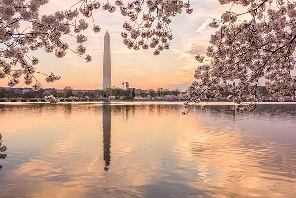 Trees Art Print featuring the photograph Washington Dc, Usa At The Tidal Basin #12 by Sean Pavone