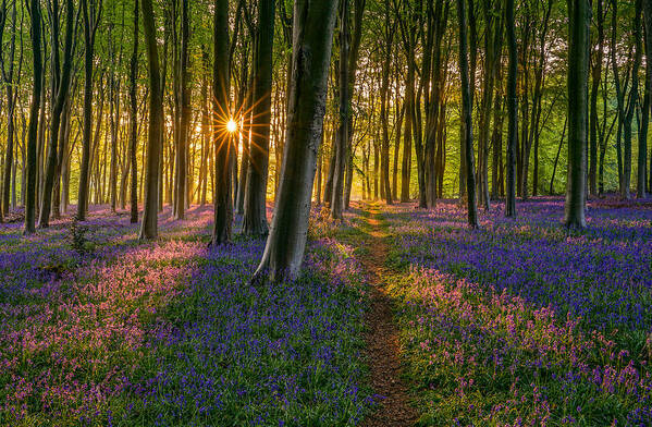 English Art Print featuring the photograph A beautiful sunrise between bluebells in Micheldever forest, England. #2 by George Afostovremea