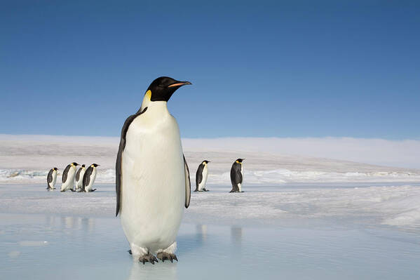 Scenics Art Print featuring the photograph Antarctica, Snow Hill Island, Emperor #2 by Paul Souders