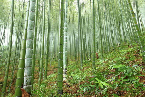 Chinese Culture Art Print featuring the photograph Bamboo Forest #2 by Bihaibo