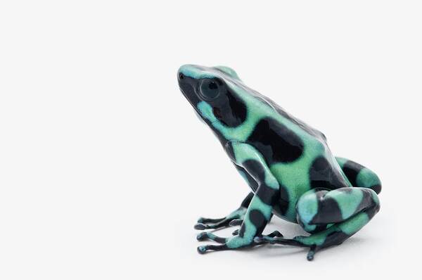 White Background Art Print featuring the photograph Black And Green Poison Dart Frog #2 by Design Pics / Corey Hochachka