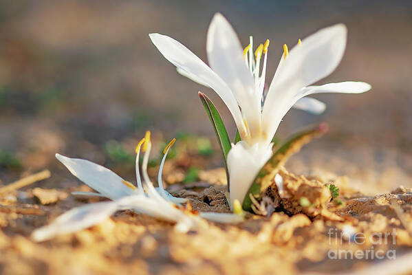 Colchicum Ritchii Art Print featuring the photograph Colchicum Ritchii by Benny Woodoo