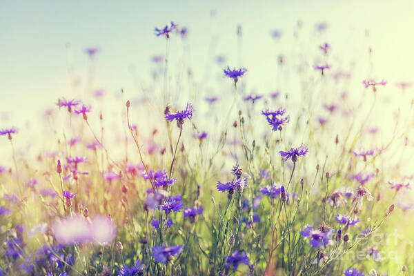 Meadow Art Print featuring the photograph Cornflowers on grassy meadow at sunset. #2 by Michal Bednarek