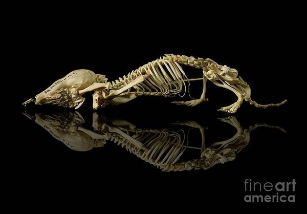 Mammal Art Print featuring the photograph European Mole Skeleton #2 by Natural History Museum, London/science Photo Library
