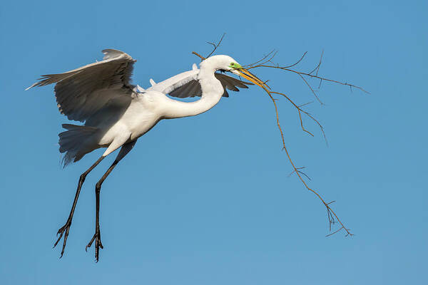 American Fauna Art Print featuring the photograph Great Egret With Stick #2 by Ivan Kuzmin