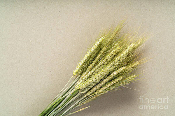 Agricultural Art Print featuring the photograph Harvested Cereal Ears #2 by Wladimir Bulgar/science Photo Library