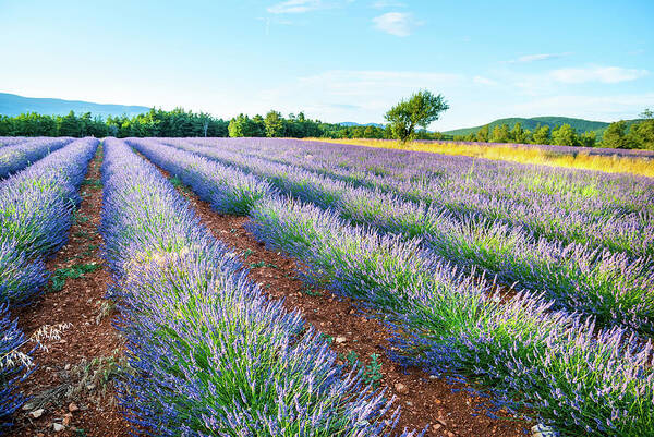 Scenics Art Print featuring the photograph Lavander Field #2 by Mmac72