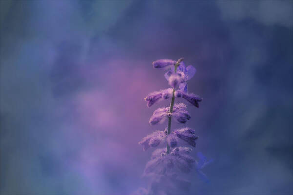 Flower Art Print featuring the photograph Morning Light by Allin Sorenson
