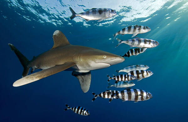 Blue; Art Print featuring the photograph Oceanic Whitetip Shark (carcharhinus Longimanus) #2 by Dray Van Beeck