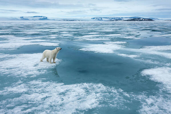 Melting Art Print featuring the photograph Polar Bear, Nordaustlandet, Svalbard #2 by Paul Souders