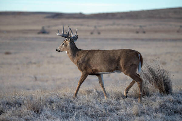 Deer Art Print featuring the photograph Rocky Mountain Deer #2 by Philip Rodgers