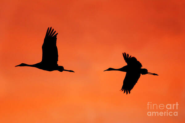 Wildlife Art Print featuring the photograph Sandhill Cranes #2 by Manuel Presti/science Photo Library