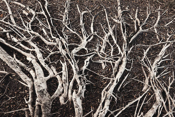 Estock Art Print featuring the digital art Sprawling Roots On A Banyan Tree #2 by Laura Diez