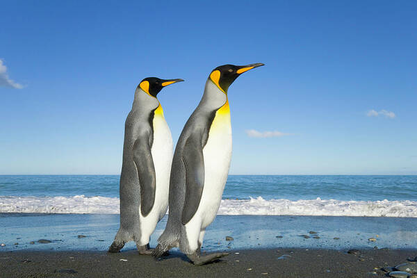 Gold Harbor Art Print featuring the photograph Two King Penguins Aptenodytes #2 by Eastcott Momatiuk