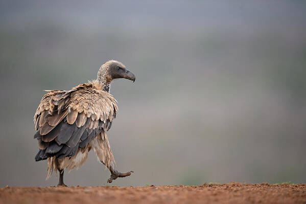 Vulture
Griffon
Bird
Wild
Wildlife
Nature
South Art Print featuring the photograph Vulture #2 by Marco Pozzi