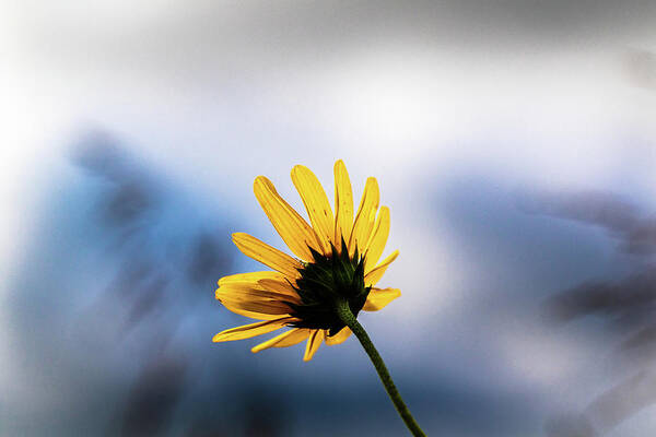 Jay Stockhaus Art Print featuring the photograph Wild Sunflower #2 by Jay Stockhaus