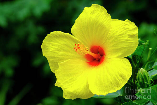 Beautiful Art Print featuring the photograph Beautiful Hibiscus #4 by Raul Rodriguez