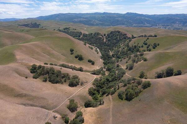 Landscapeaerial Art Print featuring the photograph California Native Oak Trees Grow #3 by Ethan Daniels