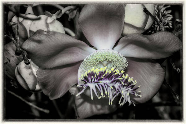 Flower Art Print featuring the photograph Cannonball Flower #3 by Donald Pash