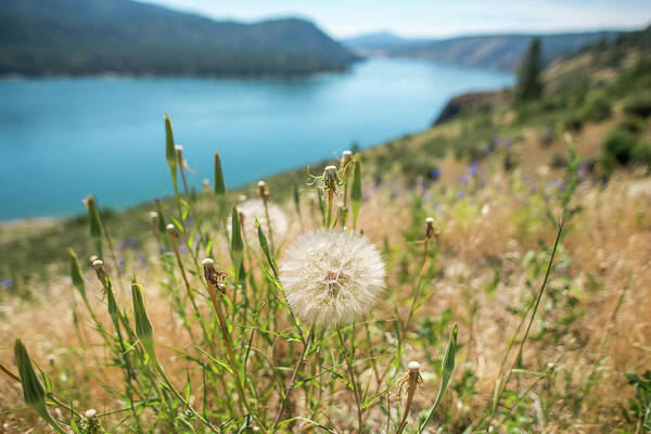 River Art Print featuring the photograph Columbia River Scenes On A Beautiful Sunny Day #3 by Alex Grichenko