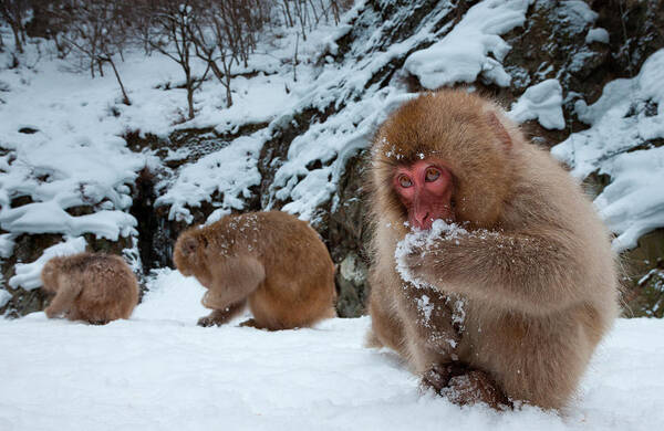 Vertebrate Art Print featuring the photograph Japanese Macaques, Japanese Alps #3 by Mint Images/ Art Wolfe