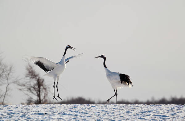Hokkaido Art Print featuring the photograph Red Crowned Cranes In Snow Hokkaido #3 by Peter Adams