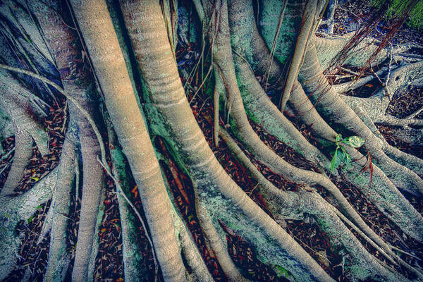 Estock Art Print featuring the digital art Sprawling Roots On A Banyan Tree #3 by Laura Diez