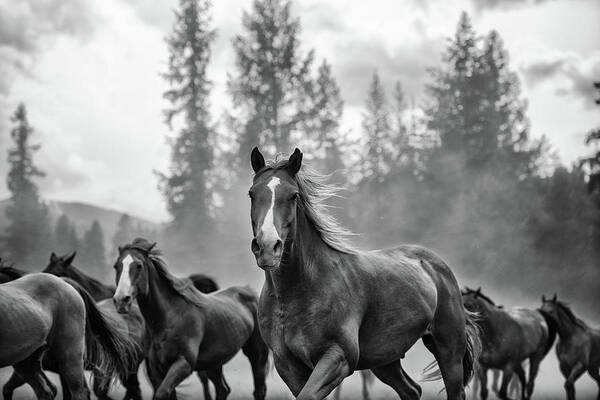 Horses Art Print featuring the photograph Untitled #3 by Ryan Courson