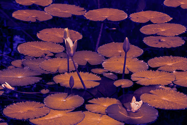 Estock Art Print featuring the digital art Water Lilies #3 by Lumiere