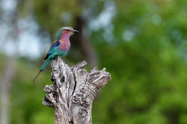 Africa Art Print featuring the photograph A Lilac-breasted Roller, Coracias #4 by Sergio Pitamitz