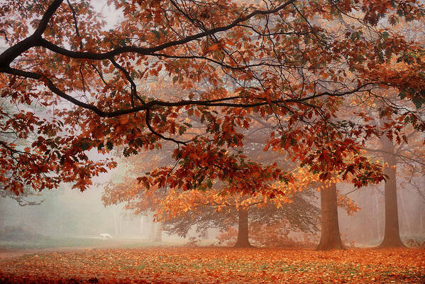 Forest Art Print featuring the photograph Autumn Dream #4 by Saskia Dingemans