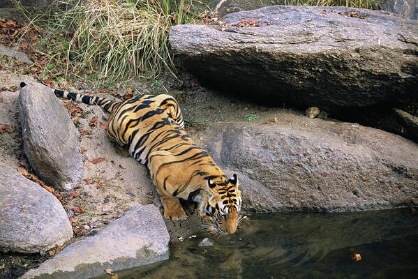 Grass Art Print featuring the photograph Bengal Tiger Panthera Tigris Tigris #4 by James Warwick