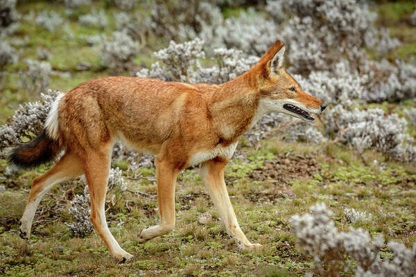 Africa Art Print featuring the photograph Ethiopian Wolf (canis Simensis) #4 by Roger De La Harpe