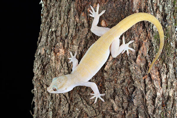 Animal Art Print featuring the photograph Golden Gecko Gekko Badenii #4 by David Kenny