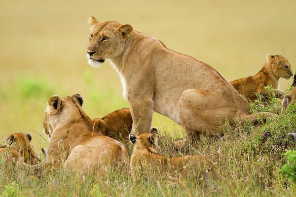Kenya Art Print featuring the photograph Lions Keep An Eye Over Their Masai #4 by Carl D. Walsh