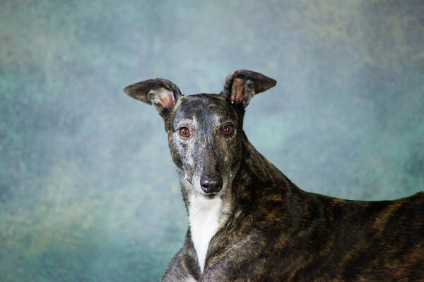 Photography Art Print featuring the photograph Portrait Of A Greyhound Dog #4 by Panoramic Images