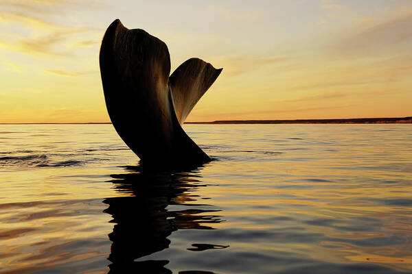 00586953 Art Print featuring the photograph Right Whale Sailing At Sunset #4 by Hiroya Minakuchi