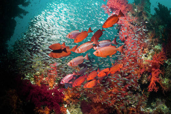 Red Sea Art Print featuring the photograph Coral Reef Scenery #46 by Georgette Douwma
