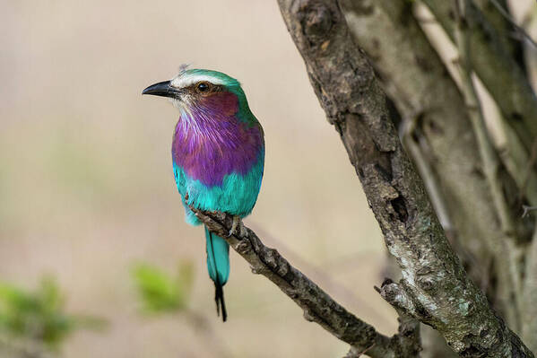 Africa Art Print featuring the photograph A Lilac-breasted Roller, Coracias #5 by Sergio Pitamitz