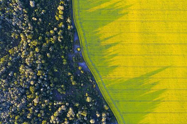 Landscape Art Print featuring the photograph Aerial Drone Top View Of Yellow #5 by Ivan Kmit