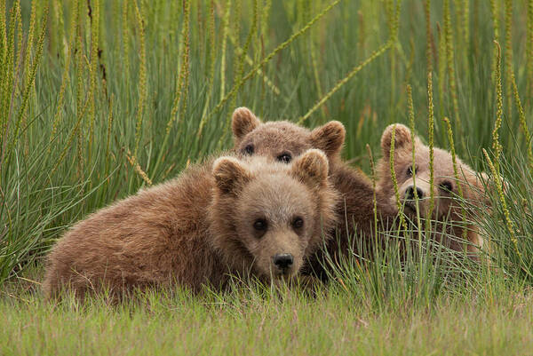 Brown Bear Art Print featuring the photograph Brown Bear Cubs, Lake Clark National #5 by Mint Images/ Art Wolfe