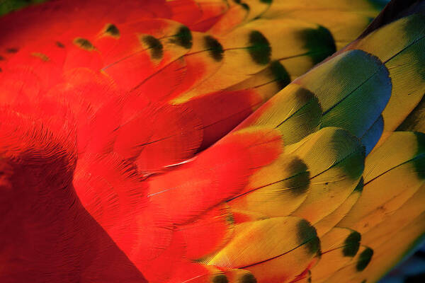 Natural Pattern Art Print featuring the photograph Scarlet Macaw, Costa Rica #5 by Paul Souders