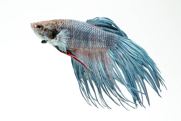 Actinopterygii Art Print featuring the photograph Siamese Fighting Fish Or Betta #5 by David Kenny
