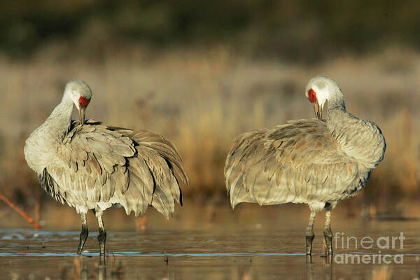 Wildlife Art Print featuring the photograph Sandhill Cranes #6 by Manuel Presti/science Photo Library