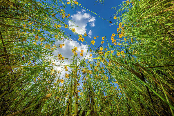 227918 Art Print featuring the photograph View Of Wildflowers Florida Tickseed #6 by Panoramic Images