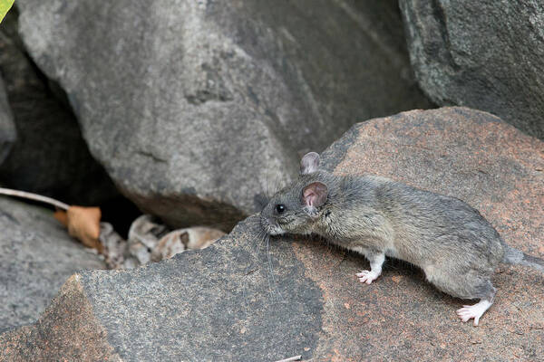 Allegheny Woodrat Art Print featuring the photograph Allegheny Woodrat Neotoma Magister #7 by David Kenny