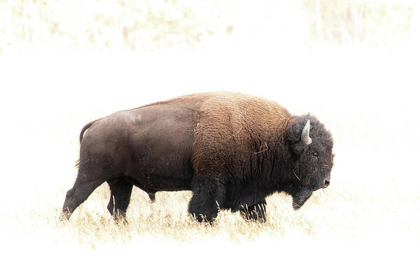 North America Art Print featuring the photograph Bison #8 by Christian Heeb